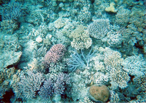 Corals